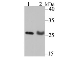 PA28 Activator alpha Subunit/PSME1 Rabbit anti-Human, Mouse, Rat, Clone: